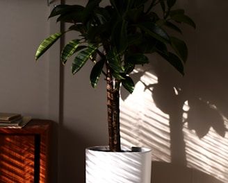 a plant in a pot