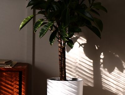 a plant in a pot
